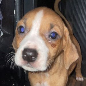 Meet your Posher, Ivy